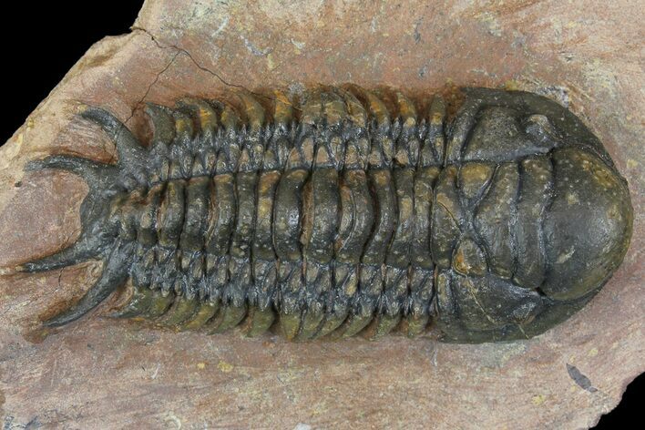 Uncommon Crotalocephalus Trilobite - Atchana, Morocco #171516